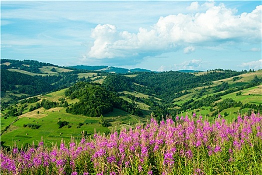 风景,喀尔巴阡山脉,杂草