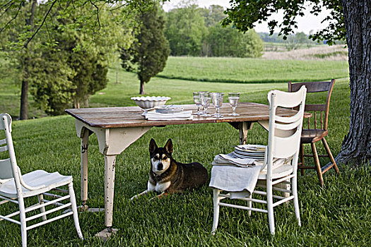 桌子,花园,白色,瓷器,餐具,狗,警戒,暗地