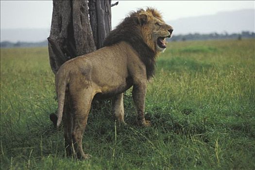 肯尼亚,狮子