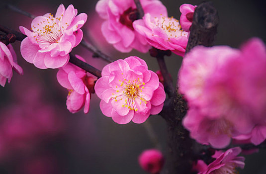 紅梅花