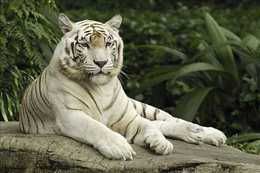 虎,圈养动物,新加坡
