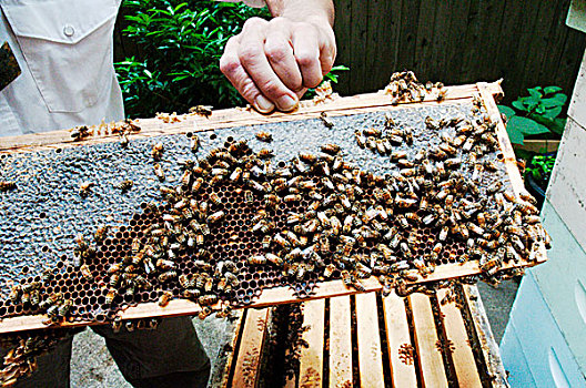蜜蜂,看护,拿着,蜂蜜,遮盖