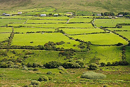 绿色,土地,山谷,丁格尔半岛,凯瑞郡,爱尔兰