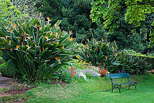 鹤望兰,花园,丰沙尔,马德拉岛,葡萄牙