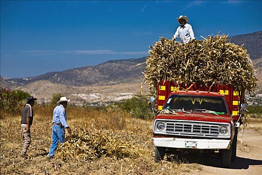 三个,成人,装载,作物,皮卡,瓦哈卡,瓦哈卡州,墨西哥
