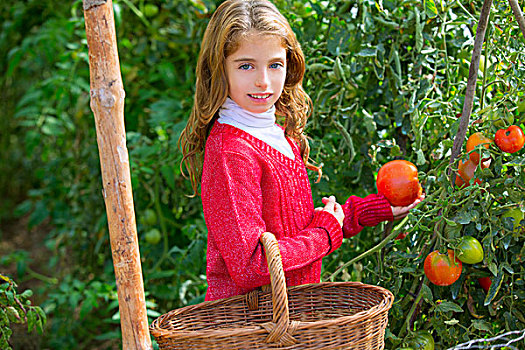 农民,儿童,女孩,收获,西红柿,家,家庭,农场