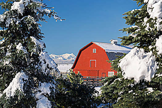 积雪,红色,谷仓,框架,常青树,山,蓝天,背景,艾伯塔省,加拿大