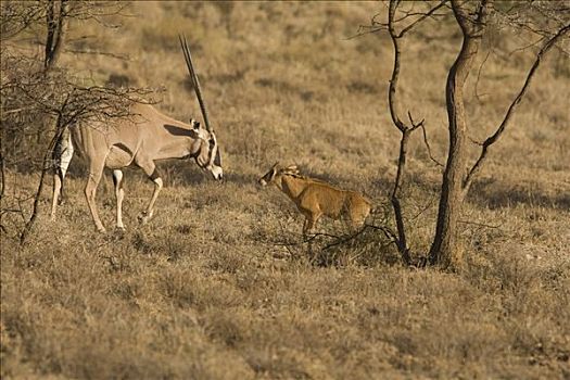 长角羚羊,羚羊,萨布鲁国家公园,肯尼亚