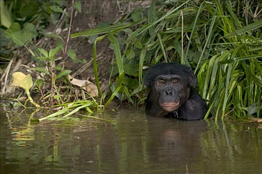 倭黑猩猩,孤儿,浴,黑猩猩,刚果