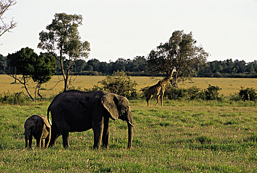 肯尼亚,马赛马拉,大象,母兽