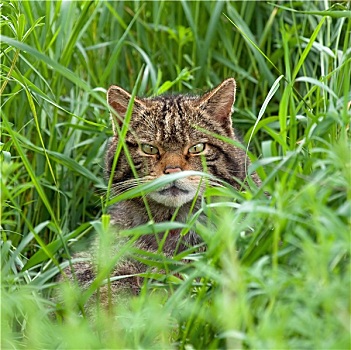 苏格兰野猫,高草