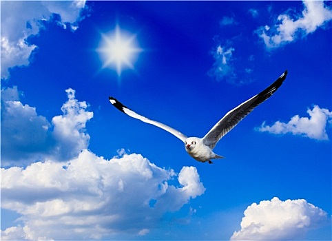 照片,海鸥,飞翔,蓝天