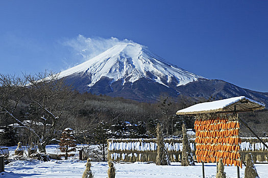 山,富士山,干燥,玉米