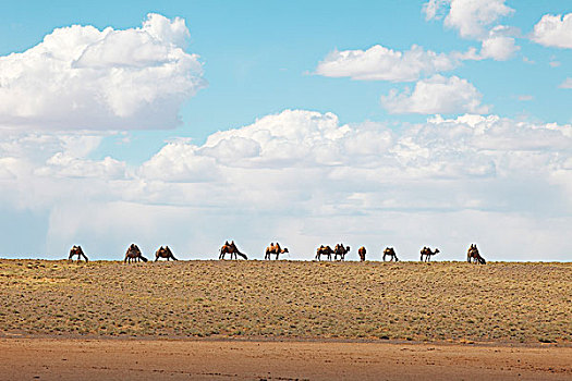 巴克特里亚,骆驼,戈壁沙漠,南,戈壁,省,蒙古,亚洲