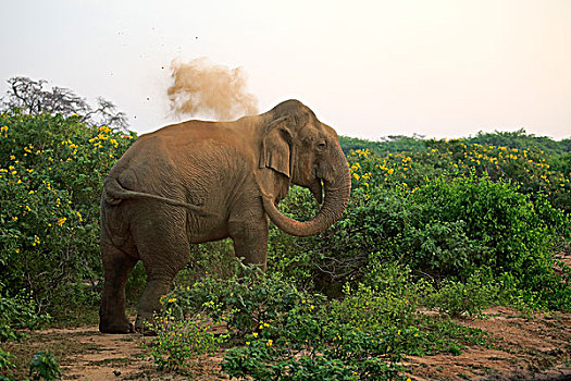 斯里兰卡,大象,象属,成年,雄性,灰尘,浴室,国家公园,亚洲