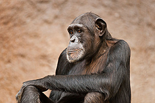 西部,黑猩猩,非洲,类人猿,俘获,萨克森,德国,欧洲