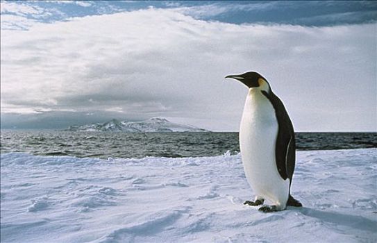 帝企鹅,边缘,冰架,南极