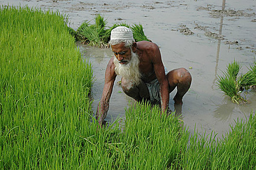 老人,农民,忙碌,工作,地点,孟加拉,七月,2007年