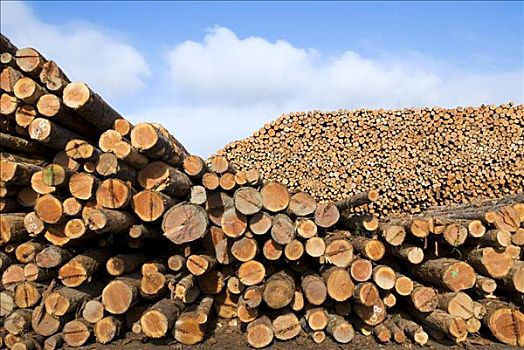 一堆,原木,木材场,加利福尼亚,美国