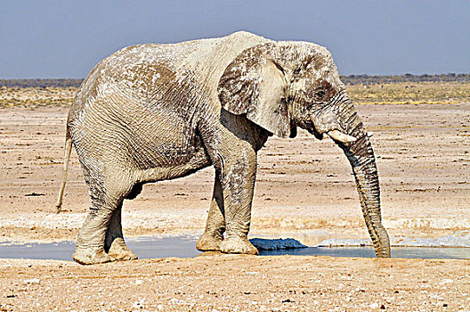 非洲,灌木,大象,非洲象,雄性动物,喝,水坑,埃托沙国家公园,纳米比亚