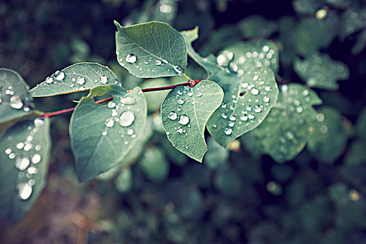 雨滴,树叶