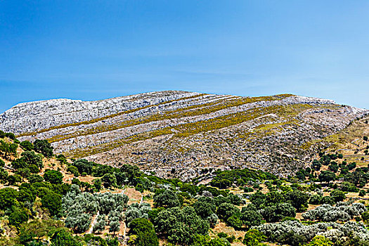 岩石构造,树,纳克索斯岛,希腊