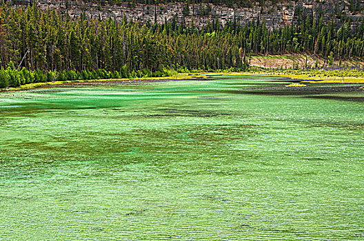 湿地,湖,碧玉国家公园,艾伯塔省,加拿大