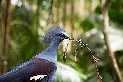 鸟,鸟窝,材质,鸟嘴,新加坡动物园,新加坡