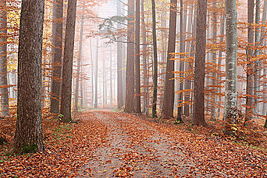 雾,彩色,树林,山毛榉,巴伐利亚,德国,欧洲