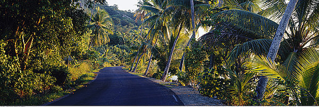 棕榈树,排列,道路