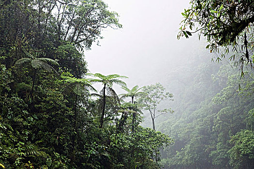 山,雨林,哥斯达黎加,中美洲