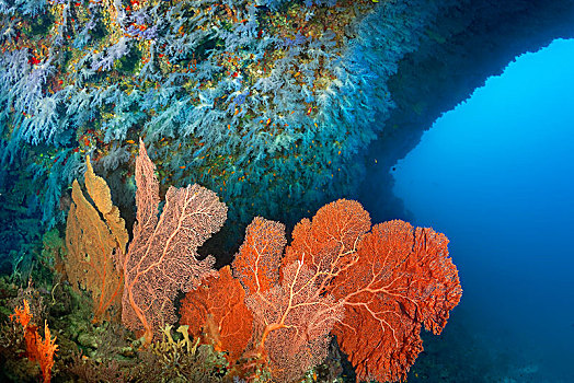 大,珊瑚礁,悬垂,蓝色,悬挂,软珊瑚,柳珊瑚目,印度洋,马尔代夫,亚洲