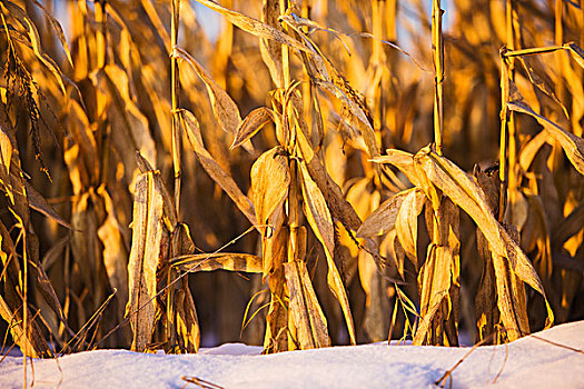玉米田,冬天,安大略省,加拿大