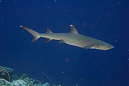 灰三齿鲨,帕劳,密克罗尼西亚,大洋洲