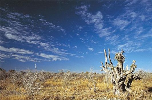 草原,大草原,干燥,干旱,埃托沙国家公园,南非