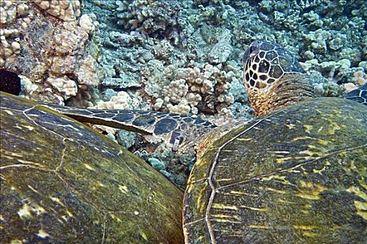 夏威夷,特写,壳,两个,绿海,海龟,龟类,彩色,珊瑚礁,一个,国家,海洋,渔业,服务