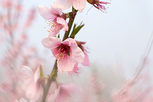 春天桃花园里的几朵桃花特写