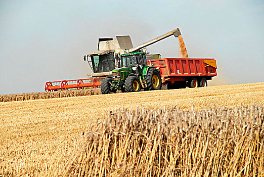 小麦,拖车,拖拉机,九月,赫特福郡,英格兰,英国,欧洲