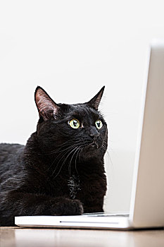 家,黑猫,看,笔记本电脑,显示屏,上网,互联网
