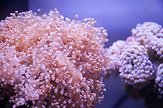 色彩斑斓的水下珊瑚