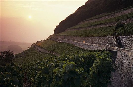 葡萄园,葡萄酒厂,瑞士