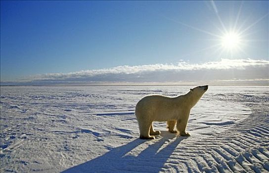 北极熊,站立,靠近,丘吉尔市,哈得逊湾,加拿大