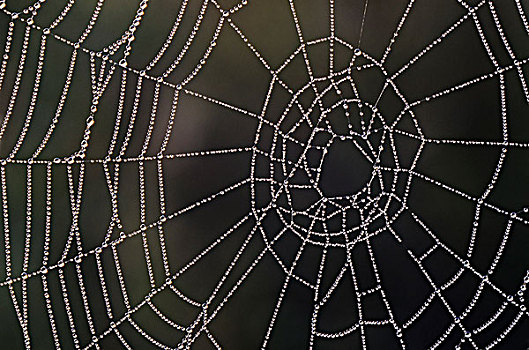 露珠,蜘蛛网,安大略省,加拿大
