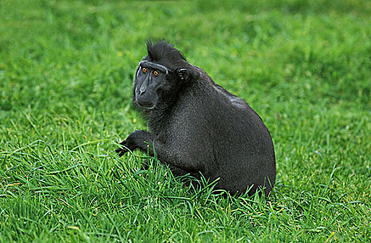 黑色,短尾猿,弥猴属,草地