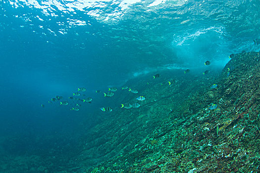 深潜,斯米兰群岛,水下,公园,泰国