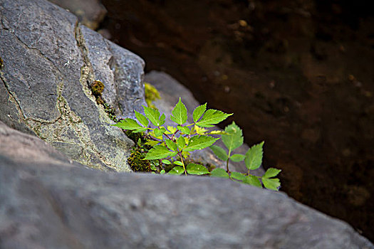 岩石上生长的植物