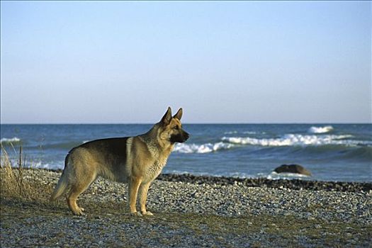 德国牧羊犬,狗,警惕,岩石,海滩