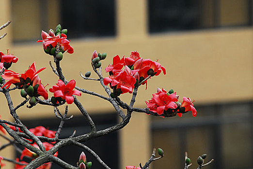 广州市政府大院红棉花