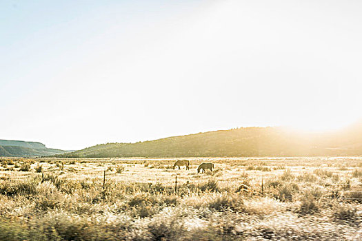马,放牧,日光,风景,亚利桑那,美国