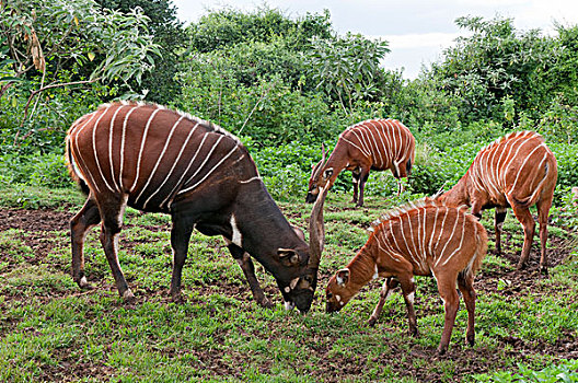 山,羚羊,捻角羚,放牧,局部,人工哺育,栖息地,肯尼亚山,肯尼亚